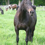 Labhraoloinsigh Angel Lace. Full sister to Labhraoloinsigh Serendipity.Very placid and willing temperament. A Freddie's Star (xx) daughter out of our senior broodmare The Whistling Gypsy. Pictured at 13 yeears of age