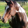 Labhraoloinsigh Sunshine at 4 years old. Thoroughbred, traditional Irish and proven Continental bloodlines combined. 