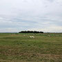 Vorbei an der typischen Heidelandschaft von Hiddensee