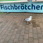 Auch Möven lieben Fischbrötchen