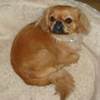 Fifi