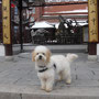 Winston
