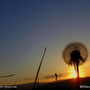 14.05.2020 - ein Sonnenaufgang umrahmt von Löwenzahn, yeah