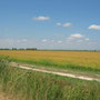 Radweg in der Camargue