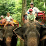 Elefantenreiten bei Krabi. Gemächlich über Stock und Stein.