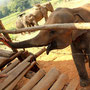 Hungrige Elefanten beim Trekking