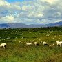 Neuseeland pur! Die Schafpopulation übertrifft die Anzahl Menschen (ca. 4 Mio) bei weitem.
