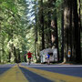 Fahrt durch die Baumriesen des Redwood National Parks.