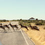 Antilopen machen der Antelope Island alle Ehre