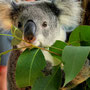 Streicheln eines Koala-Bären. So feines Fell, Adina hätte ihn am liebsten behalten.