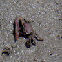 un crabe violon à Jacaré