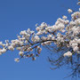 春・桜は広島市より少し遅れて咲きます。