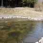 敷地内の池では鯉が泳いでいます。
