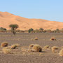 Erg Chebbi