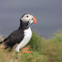 Puffin