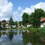 Seerosenteich in Zainingen