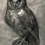 アカシアモリフクロウ打ち出し-Strix rufipes-