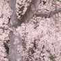 京都、嵐山 Cherry blossoms in Arashiyama,Kyoto
