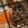 Degu Katarakt / Linsentrübung