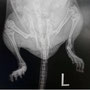 Degu Beinbruch Röntgenbild 9 Monate altes Männchen