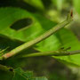 ヒロバツバメアオシャク幼虫