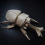 標本箱のカブトムシ