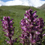 Pédiculaires (Pedicularis albertii)