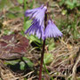Soldanella alpina