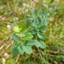 Airelle des marais (Vaccinium uliginosum)