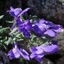 Linaire des Alpes (Linaria alpina)