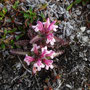 Pedicularis hirsuta