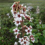 Boykinia richardsonii (Bear flower)