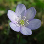 Anémone hépatique (Hepatica nobilis)