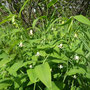 Streptopus amplexifolius (Watermelon berry)
