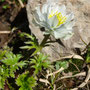 Trollius lilacinus
