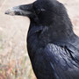 Grand Corbeau