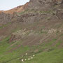 Mouflons de Dall