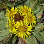 Inula rhizocephala