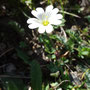 Cerastium cerastoides
