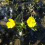 Ranunculus nivalis