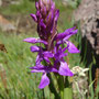 Dactylorhiza umbrosa