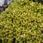 Arenaria bryoides (subendémique)