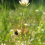 Rhyncospore blanc (Rhyncospora alba)