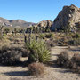 Joshua Tree national park