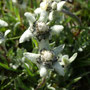 Leontopodium ochroleucum