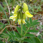 Astragalus umbellatus (Hairy Arctic Milk Vetch)