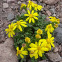 Senecio leucanthemifolius