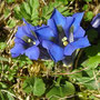 Gentiana acaulis