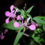Lopezia racemosa (subendémique)