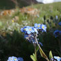 Myosotis asiatica